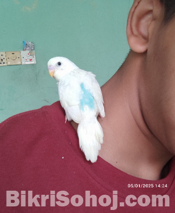 Tame Budgie বাজিগর পাখি
